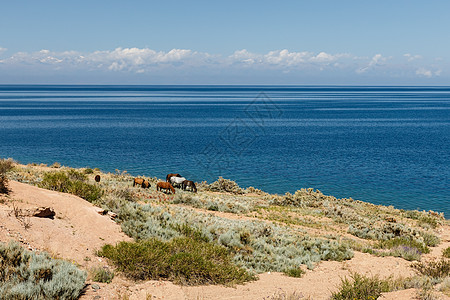 冲浪马卡哈伊塞克湖沿岸的马匹背景