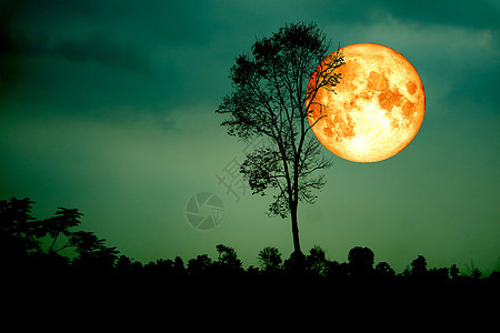 月亮树黑色绿天 树枝 黑暗的绿色天空背景