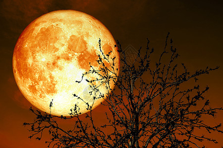 夜空的夜空上满月满月 在接近地球的地方红色戏剧性反射月光满月月球血月月亮亮度天空图片