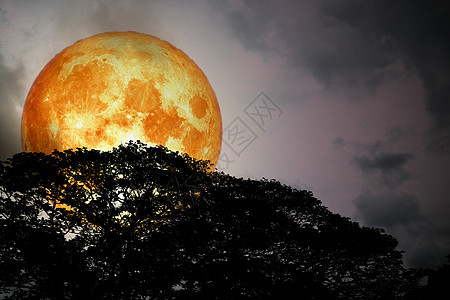 满月的满月 背着圆影树和多彩的天空月球旅行月光橙子植物月亮阴影科学图片