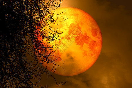 满月丰收 夜空中的圆周树干枯植物月光日落月亮天空科学旅行阴影橙子满月背景图片