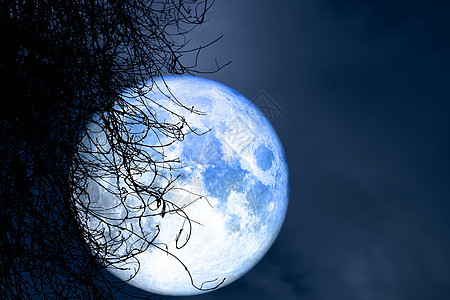 满月丰收 夜空中的圆周树干枯旅行收成月光月亮日落满月科学植物天空阴影背景图片