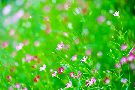 花园中鲜艳多彩的粉红色吉卜赛人花苗圃季节呼吸节日婴儿植物群死亡星星蔷薇高山图片