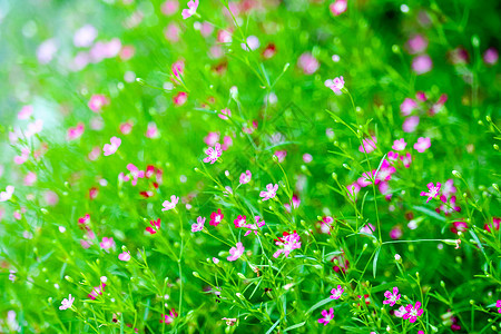 花园中鲜艳多彩的粉红色吉卜赛人花植物群节日种子婴儿报复玫瑰火烈鸟季节苗圃雪花图片