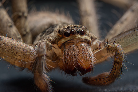 大型蜘蛛博科背景跳跃眼睛昆虫宏观图片