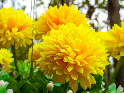 黄花橙子装饰塑料墙纸花束花朵植物礼物气质彩虹图片