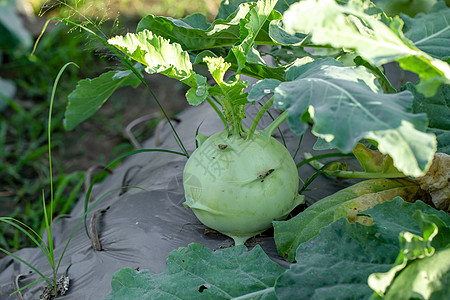 种植在花园的Kohlrabi卷心菜或萝卜植物地面土壤食物沙拉栽培生长收成营养农场叶子图片