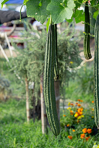 植物 花园蔬菜水果木头圆柱体农场葫芦生长叶子种植园食物图片