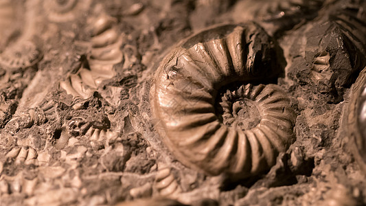 用于燃料能源的化石和阿莫尼特自然灾害石头菊科漩涡动物活力骨架蜗牛矿物科学图片