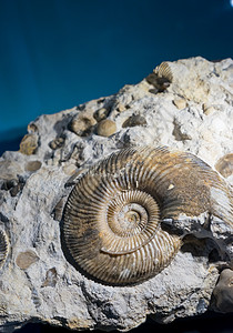 深埋在石中 真正的古老的石化壳矿物化石蜗牛铁矿骨骼动物漩涡植物环境灭绝图片