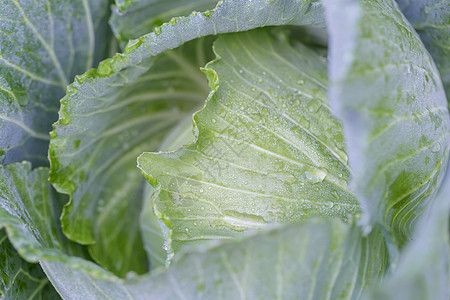 腐叶土在农场种植新鲜的菜菜卷栽培土地食物植物学生长沙拉叶子框架生产蔬菜背景
