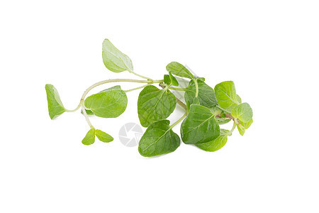 白色背景的新鲜奥里根诺草药烹饪香料野菜药品枝条蔬菜食物治疗草本植物植物图片