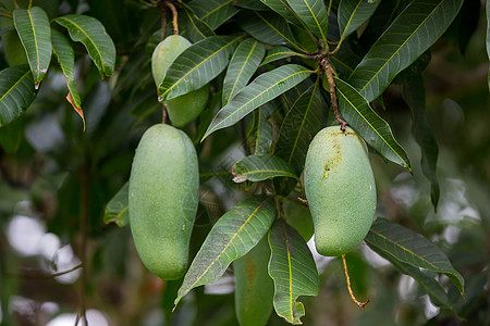 树上的芒果芒果树上的青芒果 水果 芒果食物黄色绿色小吃白色营养饮食热带背景