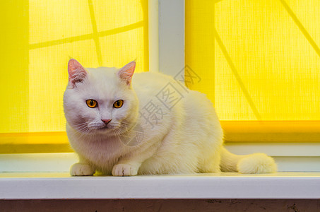 一只美丽的白色家猫坐在黄窗帘前的窗台上 坐在窗台上女性座位哺乳动物胡子毛皮羊毛阴影猫咪动物虎斑图片