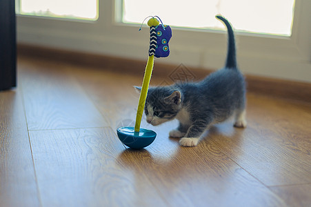 灰小猫用木地板上圆底的玩具玩乐趣宠物游戏孩子爪子地面猫咪婴儿锐化毛皮图片