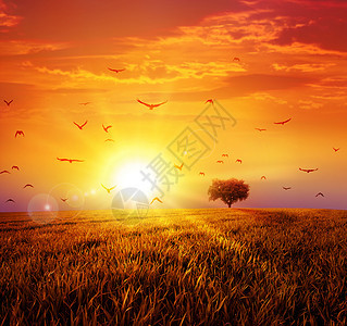 野草原上的温暖日落农村天空日出死亡晴天地平线国家辉光阳光季节图片