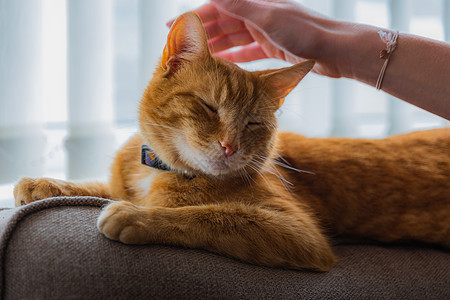 年轻的金洁泰比猫小猫大花猫老虎虎斑宠物成人眼睛黄色家畜哺乳动物图片