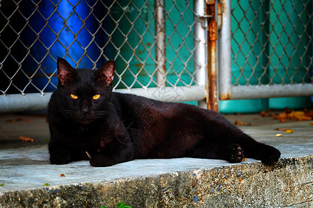 黑猫在地上撒谎房子攻击说谎眼睛兴趣小猫头发婴儿猫科动物哺乳动物图片
