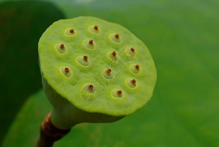 圣莲仁空精神湿地电报植物种子寺台树叶荷花食物图片