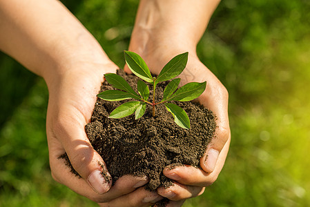 环境概念 手持年轻植物 绿色与绿色模糊行星园艺阴影进步生物学生态青年活力地面创造力图片