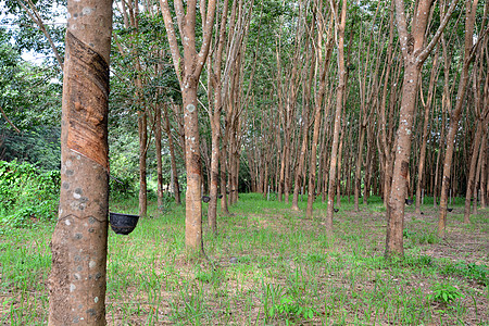 种植中的橡胶树皮橡皮树一行农业段落热带雨林花园窃听繁荣种植园海滩人行道乳胶图片