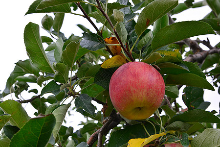 苹果马卢斯内玛拉 在树上 在日本叶子无花果农业生长坎子农场收成树木极光食物图片