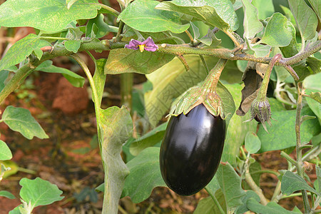 种植场上的茄子种植梨种农业生长收成蔬菜团体水果栽培营养饮食花园图片