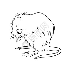 坚果矢量素描图插图 以图示显示猎人土拨鼠卡通片地鼠森林草图雪貂绘画动物园宠物图片