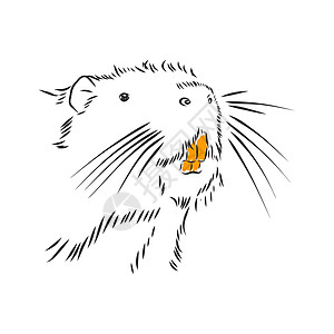 坚果矢量素描图插图 以图示显示捕食者地鼠毛皮土拨鼠黄鼠狼野生动物哺乳动物铅笔动物园卡通片图片