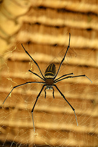 或金色圆网蜘蛛的正面图 巨型香蕉蜘蛛正在网上等待他的猎物 蜘蛛宏观特写镜头在狂放的亚洲巴厘岛的 来自东南亚的大型彩色蜘蛛球体野生图片