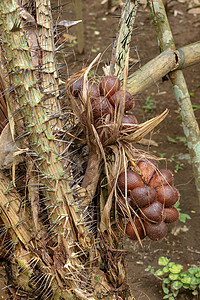 棕榈树上的一串热带 Salak 水果 有锋利的长刺和几米长的叶子 果实成簇生长在手掌根部 蛇果因红褐色鳞状皮肤花园食物异国种子营图片