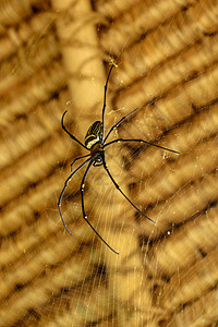 或金色圆网蜘蛛的正面图 巨型香蕉蜘蛛正在网上等待他的猎物 蜘蛛宏观特写镜头在狂放的亚洲巴厘岛的 来自东南亚的大型彩色蜘蛛花园橙子图片