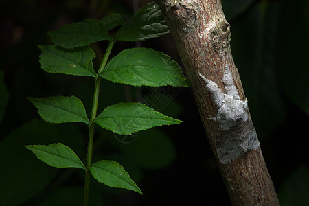 帕莱·图索克飞蛾紧靠着多汁的绿叶旁的红色树枝高清图片