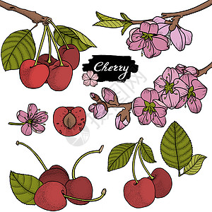 樱桃矢量绘图 手绘浆果 夏天花园艺术雕刻甜点樱花饮食食物涂鸦收成绘画图片