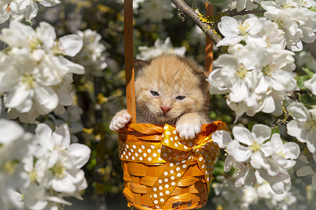 小猫小猫在礼物篮子 橙色丝带惊喜毛皮花朵展示动物柳条花园婴儿宠物乐趣图片
