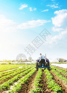一位农民在拖拉机上松土并清除马铃薯种植园的杂草 农业农业 土壤加工和栽培 在农场种植食物的过程图片