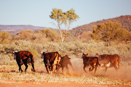 澳大利亚外背的放牧牛群牛格车站衬套地平线栅栏动物奶牛街道库存家畜图片