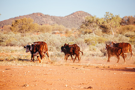 澳大利亚外背的放牧牛群地平线库存沙漠路线栅栏衬套运输牛格动物家畜图片