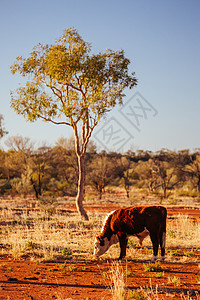 澳大利亚外背的放牧牛群动物运输路线驾驶地平线家畜衬套库存牛格街道图片