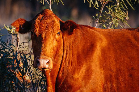 澳大利亚外背的放牧牛群沙漠动物车站衬套栅栏库存奶牛家畜牛格运输图片