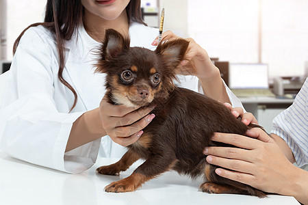 兽医正在检查这只狗 并在宠物主人旁边通过在诊所注射药物来治疗它 宠物护理理念图片