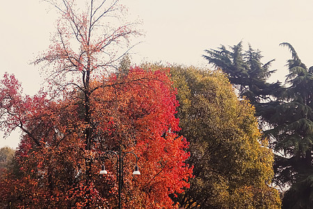 意大利北部伦巴迪地区米兰市公园 秋叶和户外树木中的秋秋天自然旅行天气叶子森林假期小路花园乡村季节日落图片