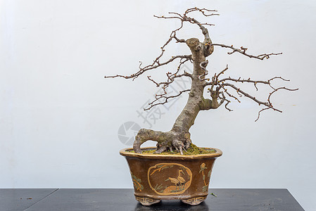 切诺美骨盆树 又一棵白墙木头桌子花园生长植物阳光叶子文化树干植物学图片