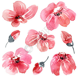 成套水彩花花绘画艺术品插图花园艺术花瓣樱花刷子罪恶植物图片