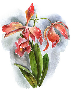水彩兰花花热带插图花园手绘问候语树叶粉色花瓣植物学红色图片