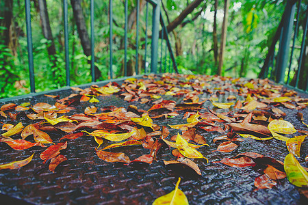 古旧生锈钢铁湿行道上的秋叶和绿叶途径小路花园天空长椅孤独季节旅行人行道植物图片