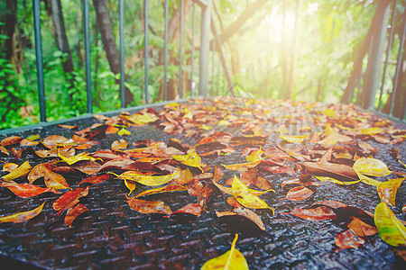 古旧生锈钢铁湿行道上的秋叶和绿叶树叶场地森林长椅环境旅行橙子园艺天空孤独图片