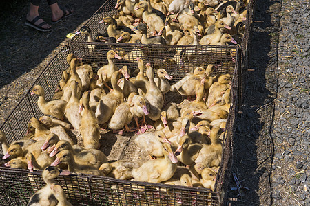 黄鸭装在金属网上的盒子里 在集市上出售 待售的孵化器小鸭 农业 农业小鸡羽毛新生小鸭子孩子销售家禽家畜购物宠物图片