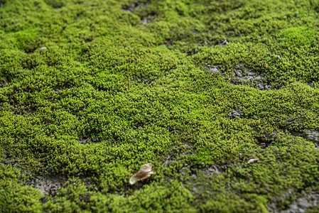 苔藓是自然界中无花的小植物地衣潮湿生活生长宏观纹理沼泽区系石头地面图片