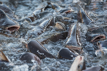 淡水鱼群聚 在河中食用杂粮荒野鲶鱼食物人群游泳钓鱼团体动物生活蛇鱼图片